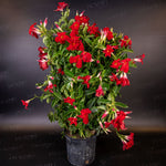 Mandevilla